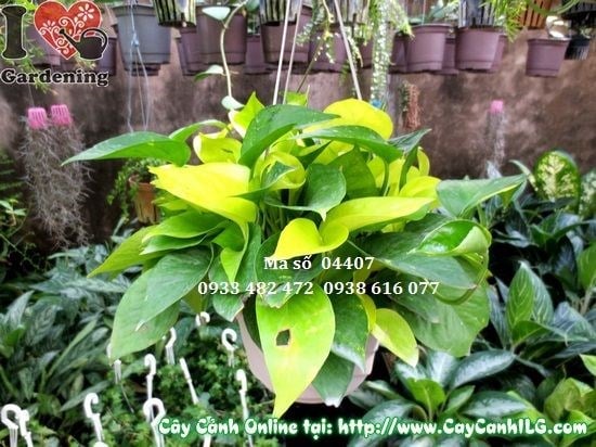 Cây Trầu Bà Treo Đài Loan (Cao 25cm – Ms: 04407)