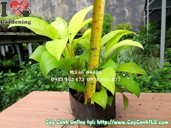 Cây Trầu Bà Vàng (Cao 20cm – Ms: 04408)