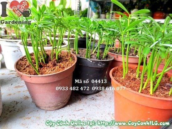 Cây Vạn Niên Tùng Con (Cao 10cm – Ms: 04413)