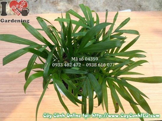 Cây May Mắn Tiểu Trâm (Cao 10cm – Ms: 04359)