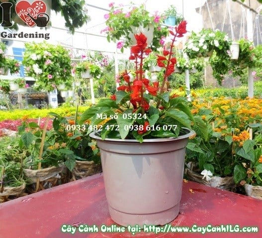 Cây Xác Pháo (Cao: 15cm – Ms: 05324)