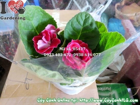 Cây Hoa Hồng Xiêm (Cao: 15cm – Ms: 05427)