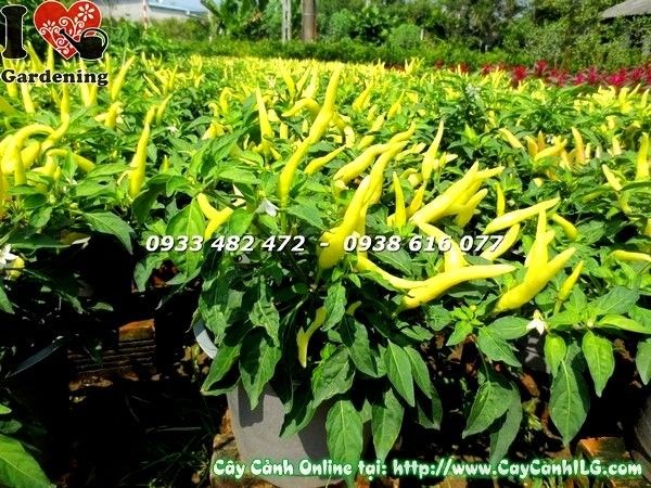 Cây Ớt Cảnh (cao 35cm – Ms: 19205)
