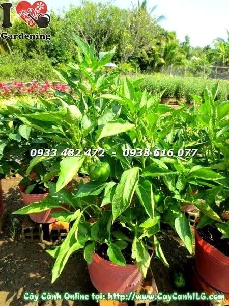 Cây Ớt Mỹ Cảnh (Ms: 19216)