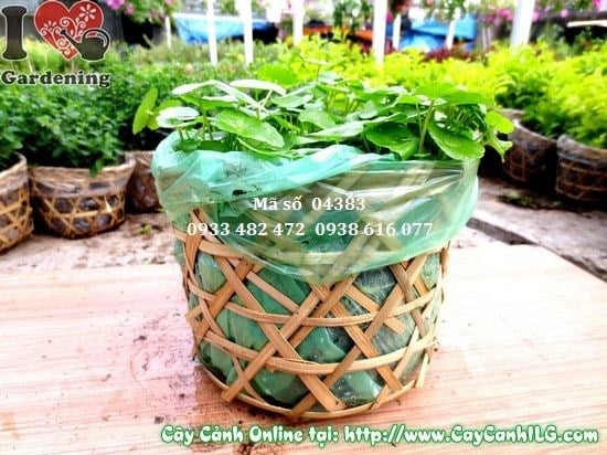 Cây Rau Má (Cao 10cm – Ms: 04383)