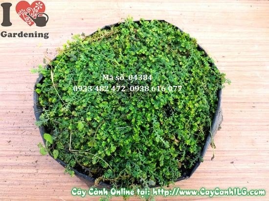 Cây Rêu (Cao 0,5cm – Ms: 04384)