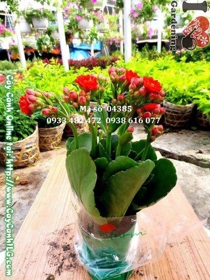 Cây Sống Đời Hoa Kép Nhỏ (Cao 20cm – Ms: 04385)
