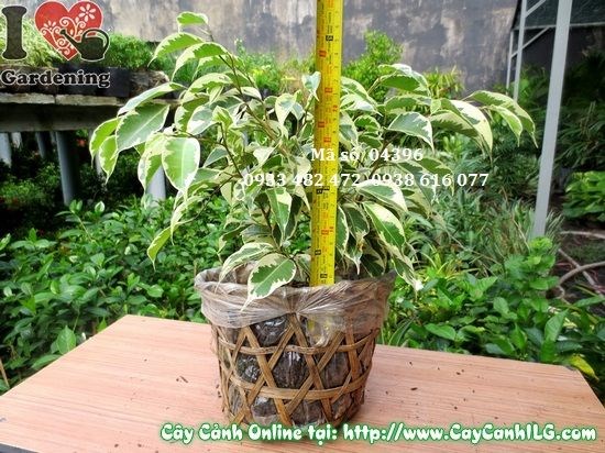 Cây Sanh Cẩm Thạch (Cao 25cm – Ms: 04396)
