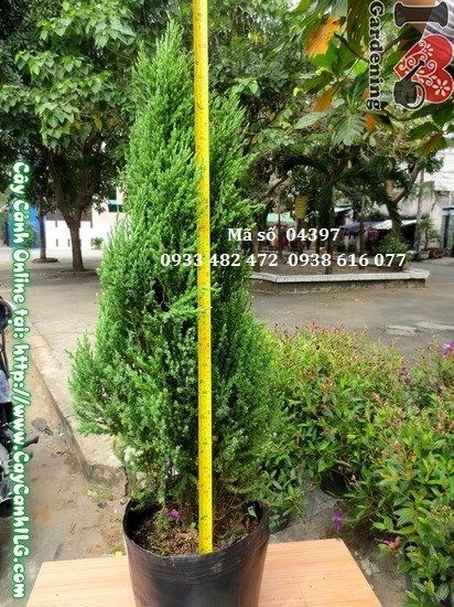 Cây Sơn Tùng (Cao 80cm – Ms: 04397)