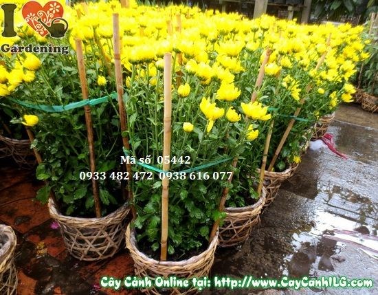Cây Hoa Cúc Đại Đóa (Cao:45cm – Ms: 05442)
