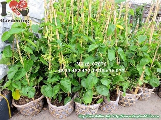 Cung Cấp Cây Dây Leo