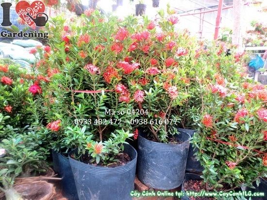 Cây Hoa Trang Đỏ Lớn (Cao 60cm – Ms: 04204)