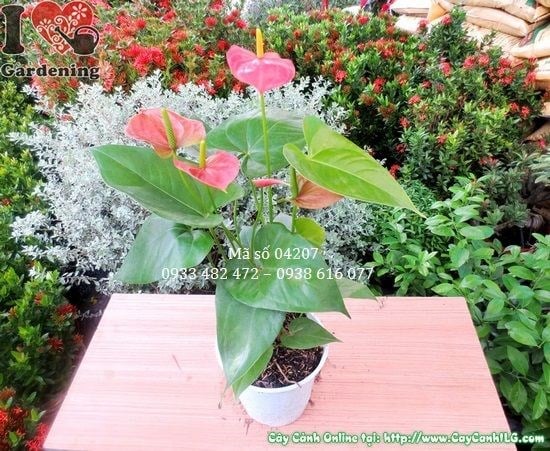 Cây Huyết Môn (Cao 30cm – Ms: 04207)