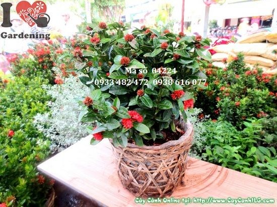 Cây Trang Sen Giống Mới (Cao 30cm – Ms: 04224)