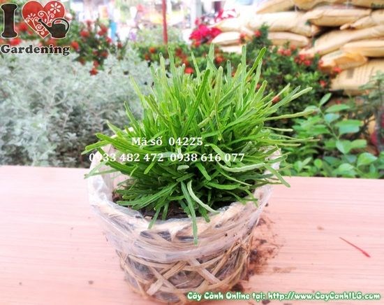 Cỏ Mây (Cao 10cm – Ms: 04225)