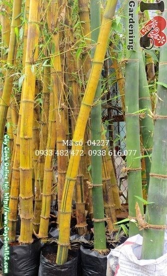 Cây Tre Vàng (Cao 1,5m – Ms: 04227)