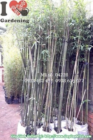 Cây Trúc Cần Câu (Cao 1,8m – Ms: 04228)