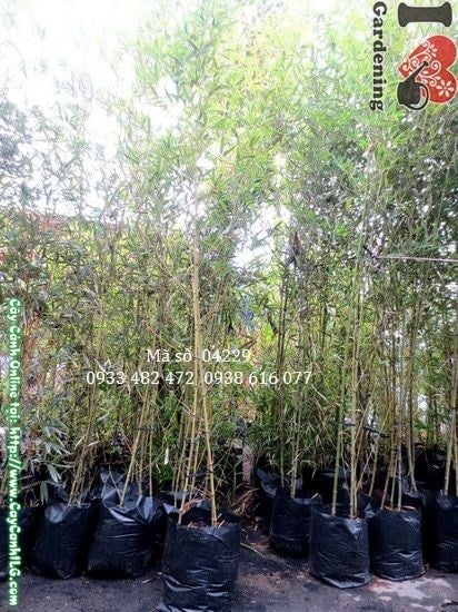 Cây Trúc Đà Lạt (Cao 2,5m – Ms: 04229)