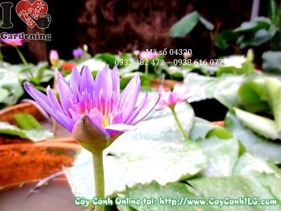 Cây Hoa Súng (Cao 30cm – Ms: 04320)