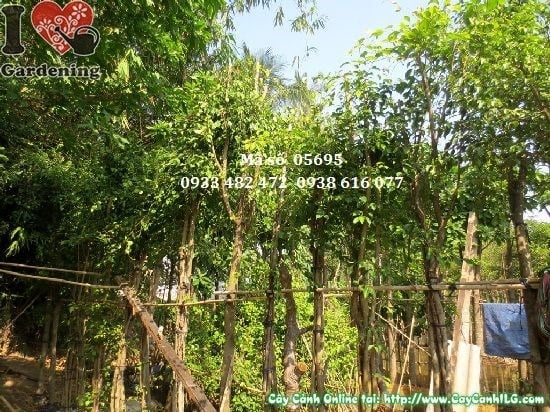 Cây Sanh Trồng Hàng Rào (Cao 3,5m – Ms: 05695)