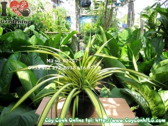 Cây Dứa Thái (Cao 35cm – Ms: 02757)