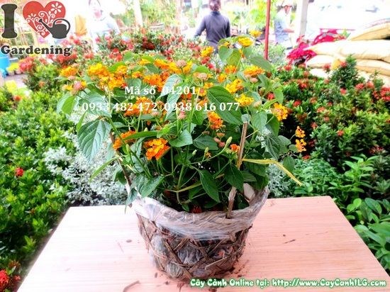 Cây Hoa Ngũ Sắc (Cao 30cm – Ms: 04201)