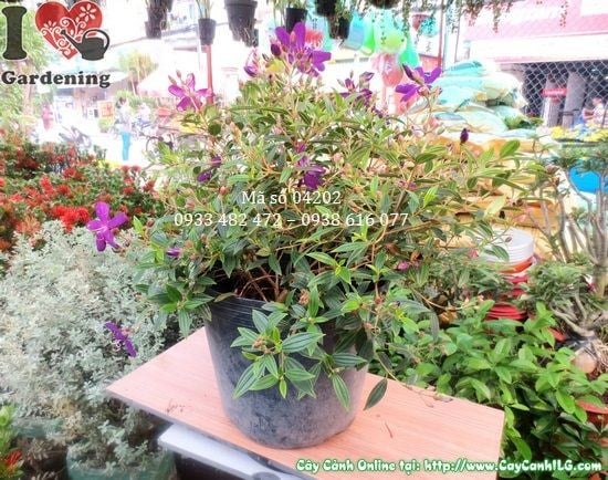Cây Hoa Sim Tím (Cao 50cm – Ms: 04202)
