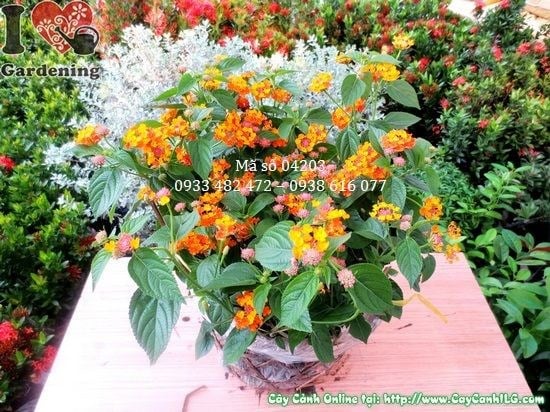 Cây Hoa Trâm Ổi (Cao 30cm – Ms: 04203)
