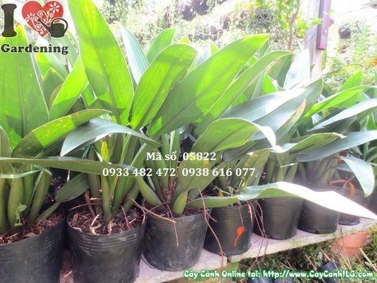 Cây Đại Phát Tài (Cao 40cm – Ms: 05822)