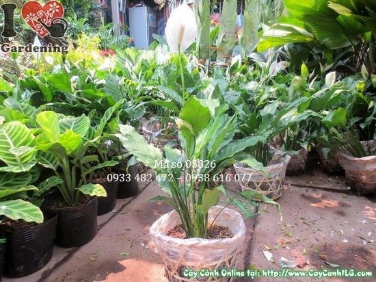 Cây Lan Ý (Cao 35cm – Ms: 05826)