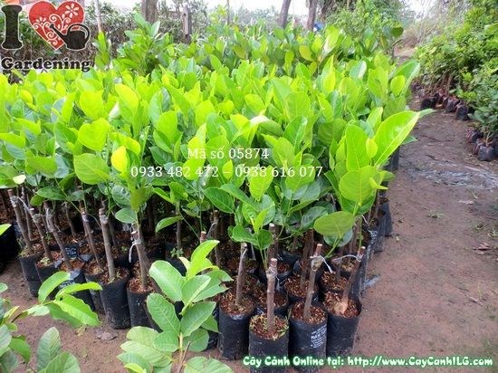 Cây Mít Thái Giống (Cao 0,5m – Ms: 05874)