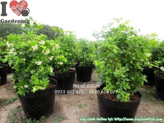 Cây Nguyệt Quế (Cao 0,6m – Ms: 05876)