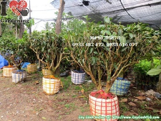 Cây Trà Gốc (Cao 0,7m – Ms: 05878)