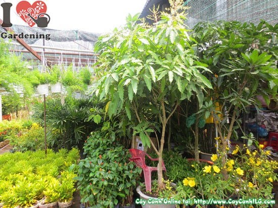 Cây Xoài Cát Hòa Lộc (Cao 1,8m – Ms: 05879)