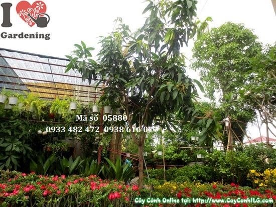 Cây Xoài Thái (Cao 3,5m – Ms: 05880)