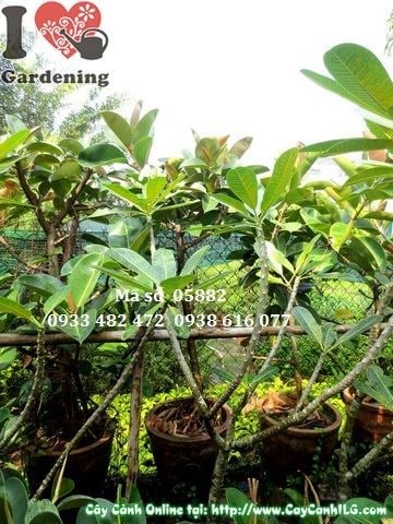 Cây Đa Búp Đỏ (Cao 1,1m – Ms: 05882)