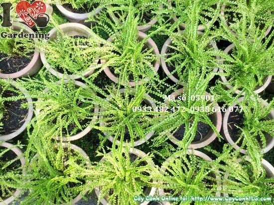 Cây Dương Xỉ Đuôi Lươn (Cao 15cm – Ms: 05901)