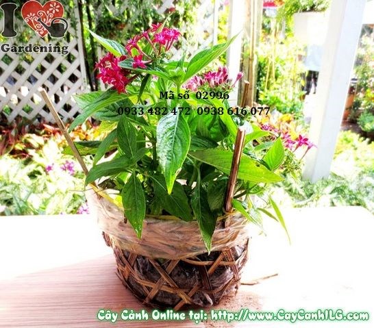Cây Hoa Viễn Châu Đỏ (Cao 20cm – Ms: 02996)