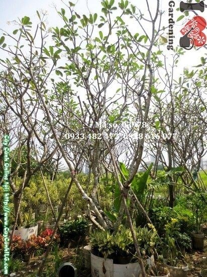 Cây Sứ Cùi (Cao 4m – Ms: 03978)