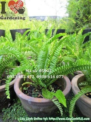Cây Dương Xỉ Lá Me (cao 15cm – Ms: 05902)