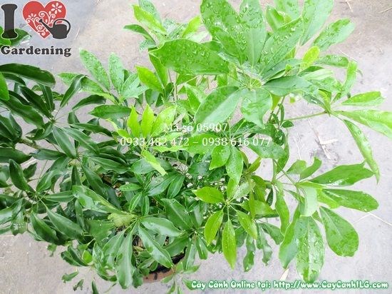 Cây Ngũ Gia Bì (Cao 0,5m – Ms: 05907)