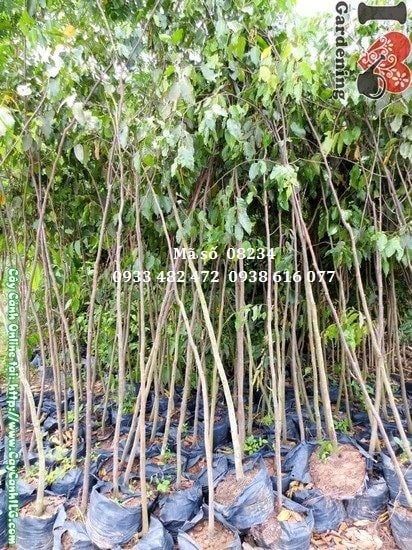 Cây Sao Đen (Cao 2,5m – Ms: 08234)