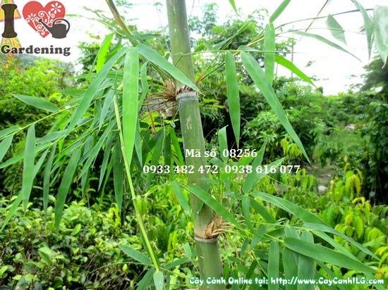 Cây Tầm Vông (Cao 1,5m – Ms: 08256)