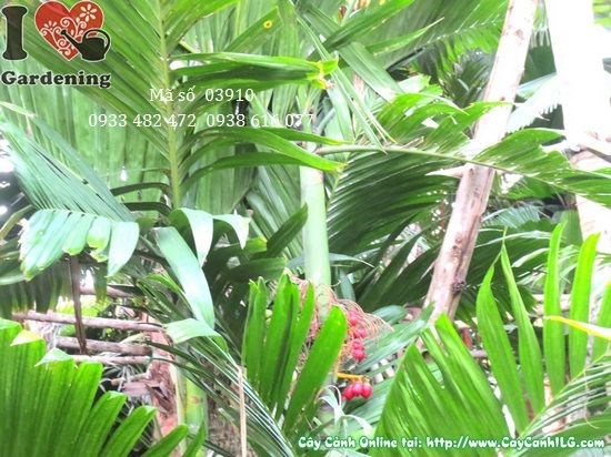 Cây Cau Tứ Quý (Cao 2,5m – Ms: 03910)