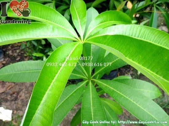 Cây Hoa Sữa Giống (Cao 1m – Ms: 08177)