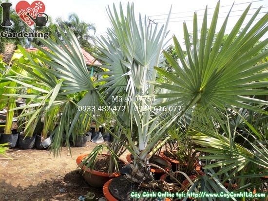 Cây Kè Bạc (Cao 2,5m – Ms: 07754)