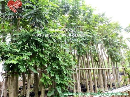 Cây Sò Đo Cam (Cao 4,5m – Đường kính: 15cm – Ms: 07874)