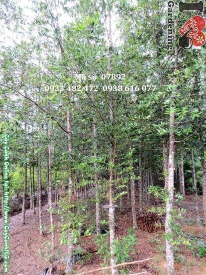 Cây Trúc Bách Tùng (Cao 4m – Ms: 07892)