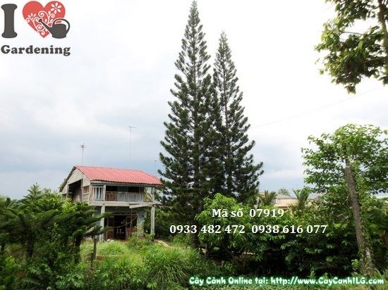 Cây Tùng Bách Tán Cổ Thụ (Cao 25m – Ms: 07919)