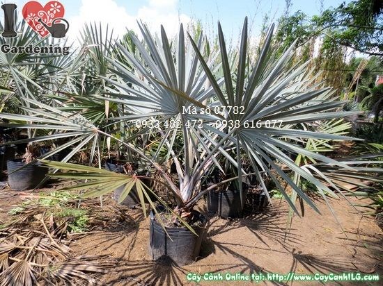 Cây Kè Bạc (Cao 1,3m – Ms: 07782)